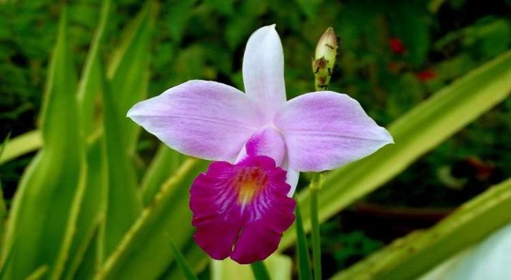 Tipos de orquídeas 50 espécies nomes e fotos lindas 2024