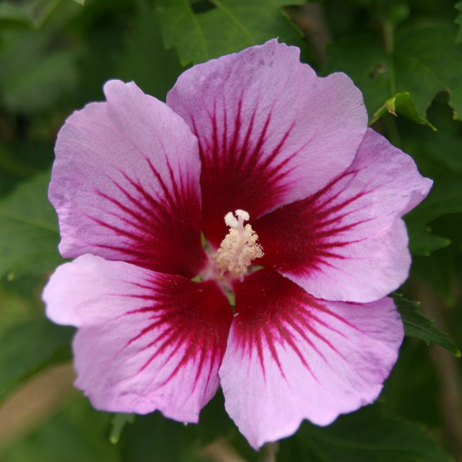 Rosa de Sarom 🌸(Hibisco da Síria) Significado e como cultivar