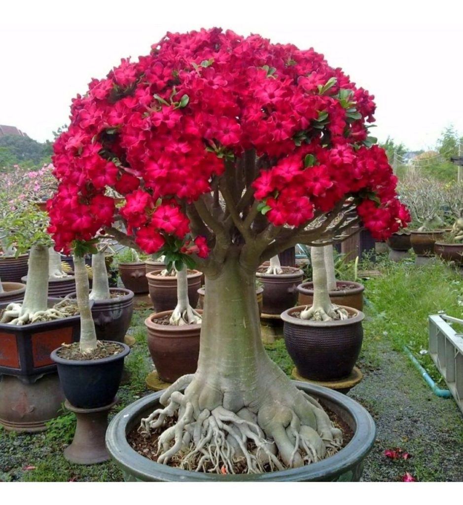 Rosa do deserto 🌺 40 fotos, como plantar e cores 2026