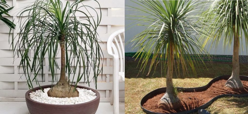 Pata De Elefante 30 Fotos E Cultivo Beaucarnea Recurvata Pata De Elefante 30 Fotos E Cultivo Beaucarnea Recurvata