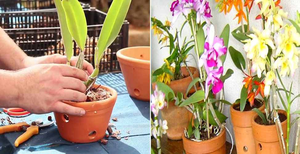 Como plantar Orquídeas