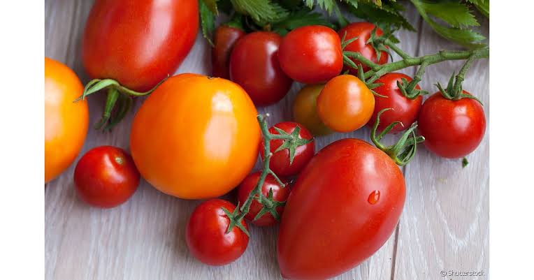 Como plantar tomate