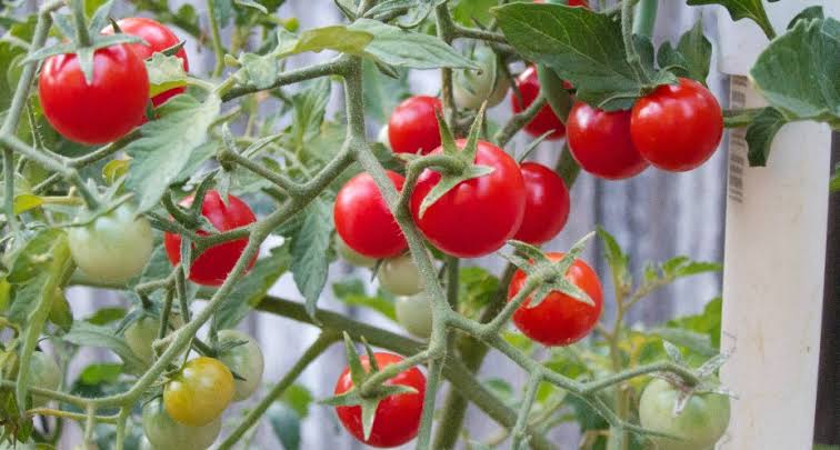 Como plantar tomate cereja
