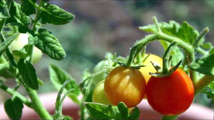 Como plantar tomate cereja