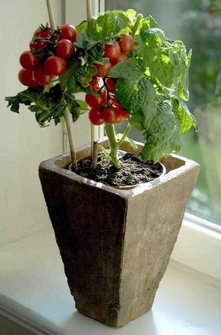 Como plantar tomate em vaso