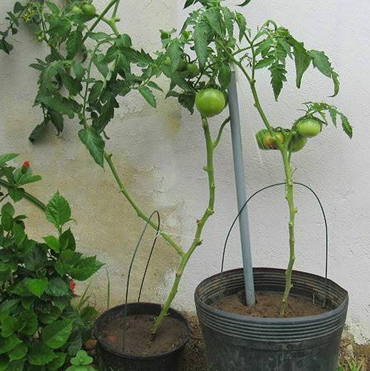 Como plantar tomate no vaso