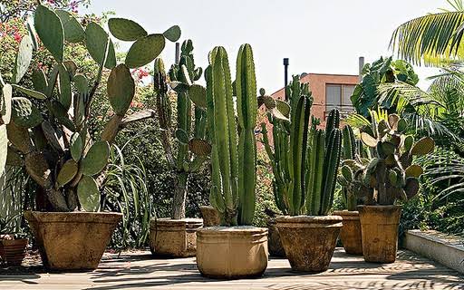 Plantas para jardins resistentes ao sol