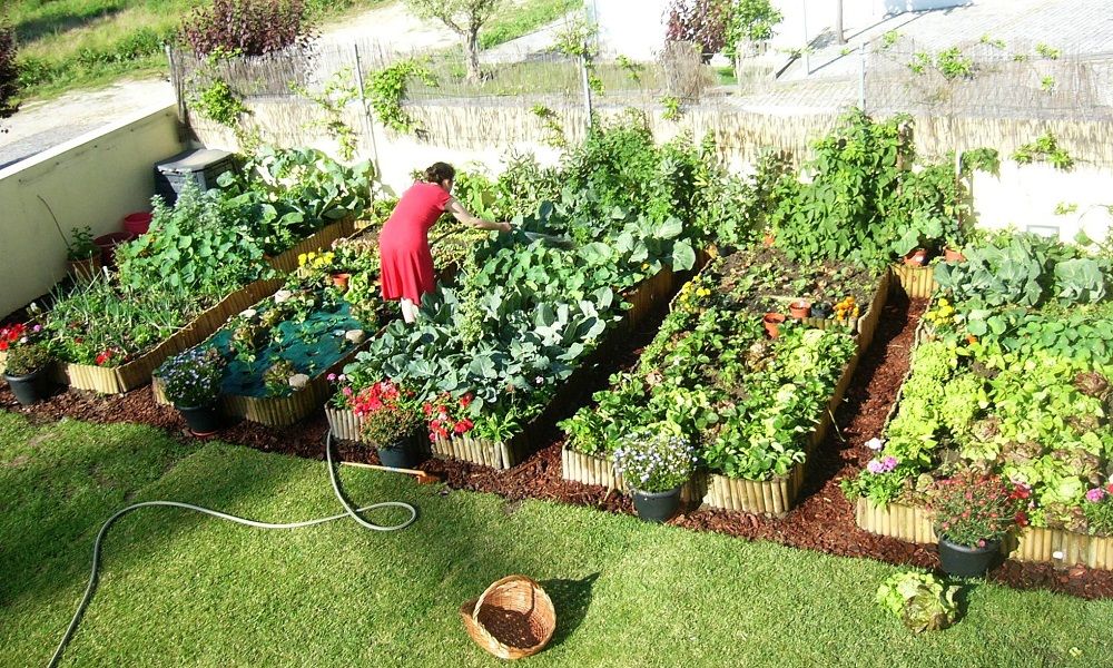 Como fazer uma horta no quintal