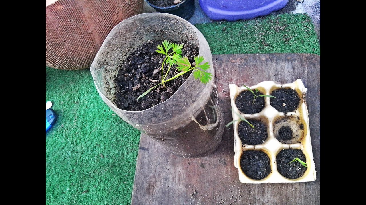 Como plantar cenoura