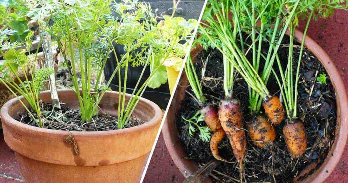 Como plantar cenoura