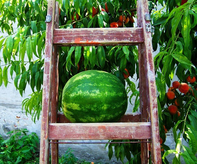Como plantar melancia