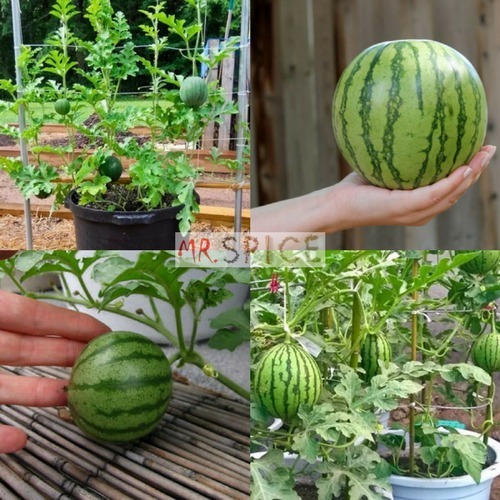 Como plantar melancia