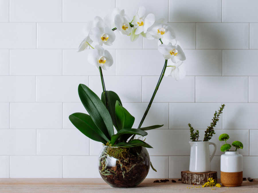Vasos para orquídea