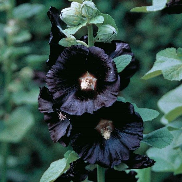 Flores Pretas - 13 Espécies de flores negras super lindas 2023