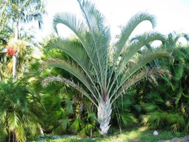 Palmeira triangular