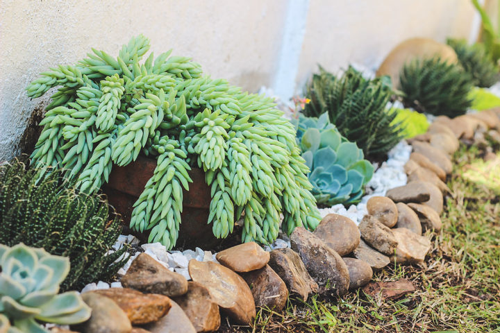 Jardim de Suculentas +35 Fotos e Como fazer passo a passo