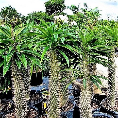 Palmeira de Madagascar