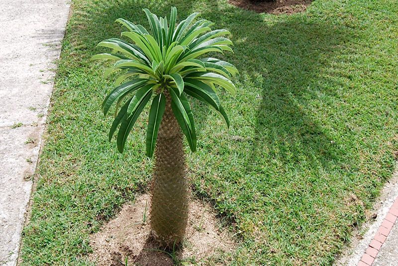 Palmeira de Madagascar