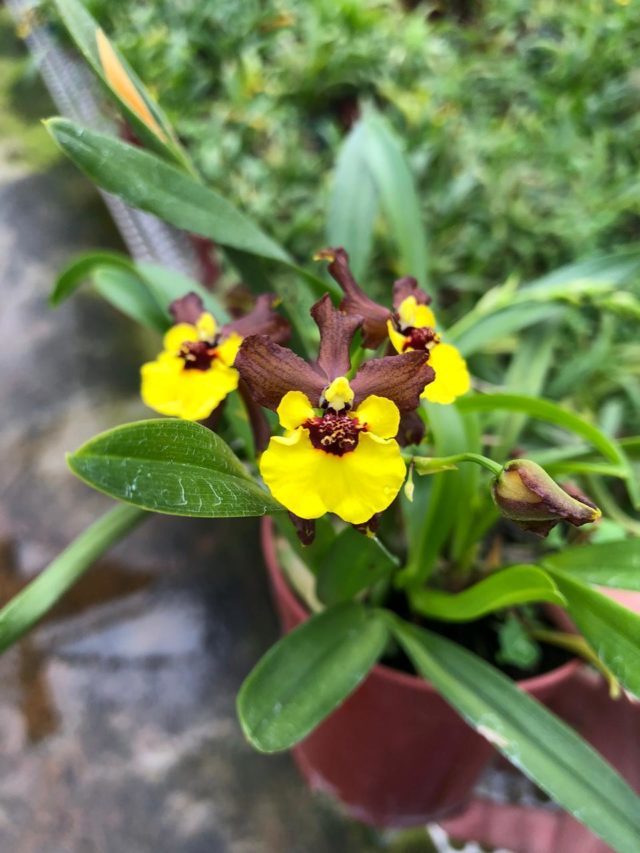 Quais os Tipos de orquídeas?