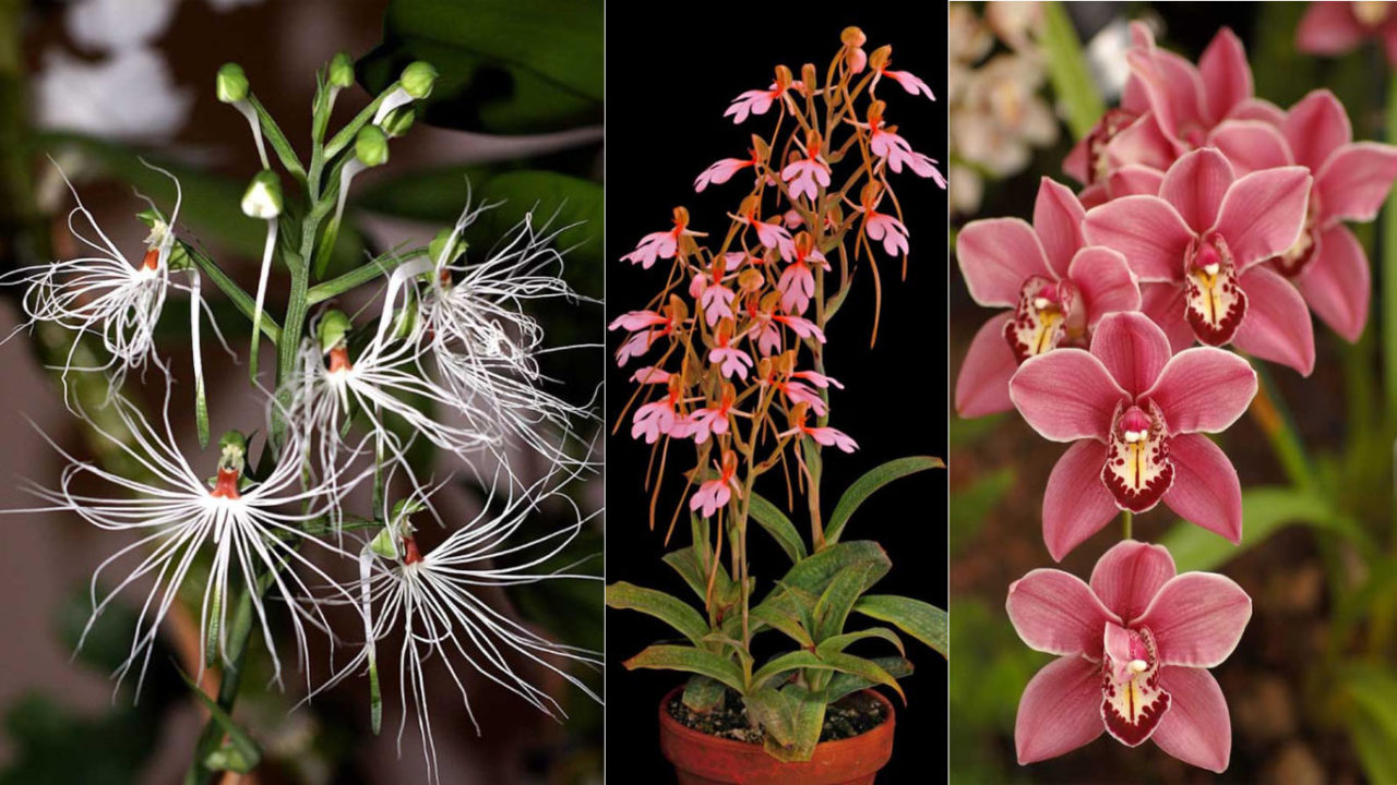 Tipos de orquídeas - 50 espécies, nomes e fotos lindas 2026