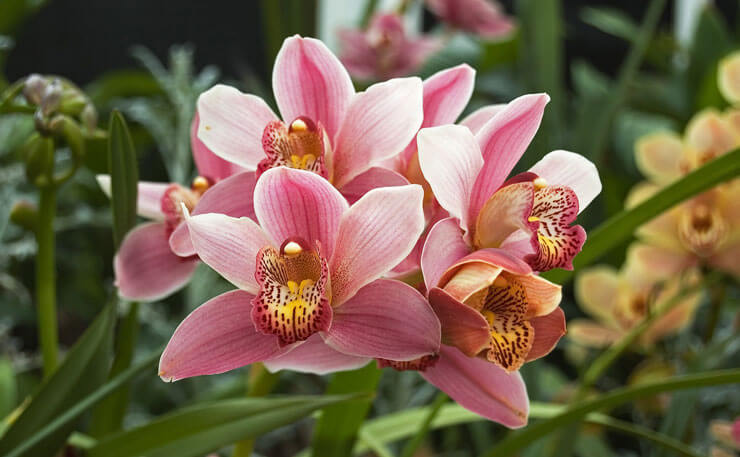Tipos de orquídeas