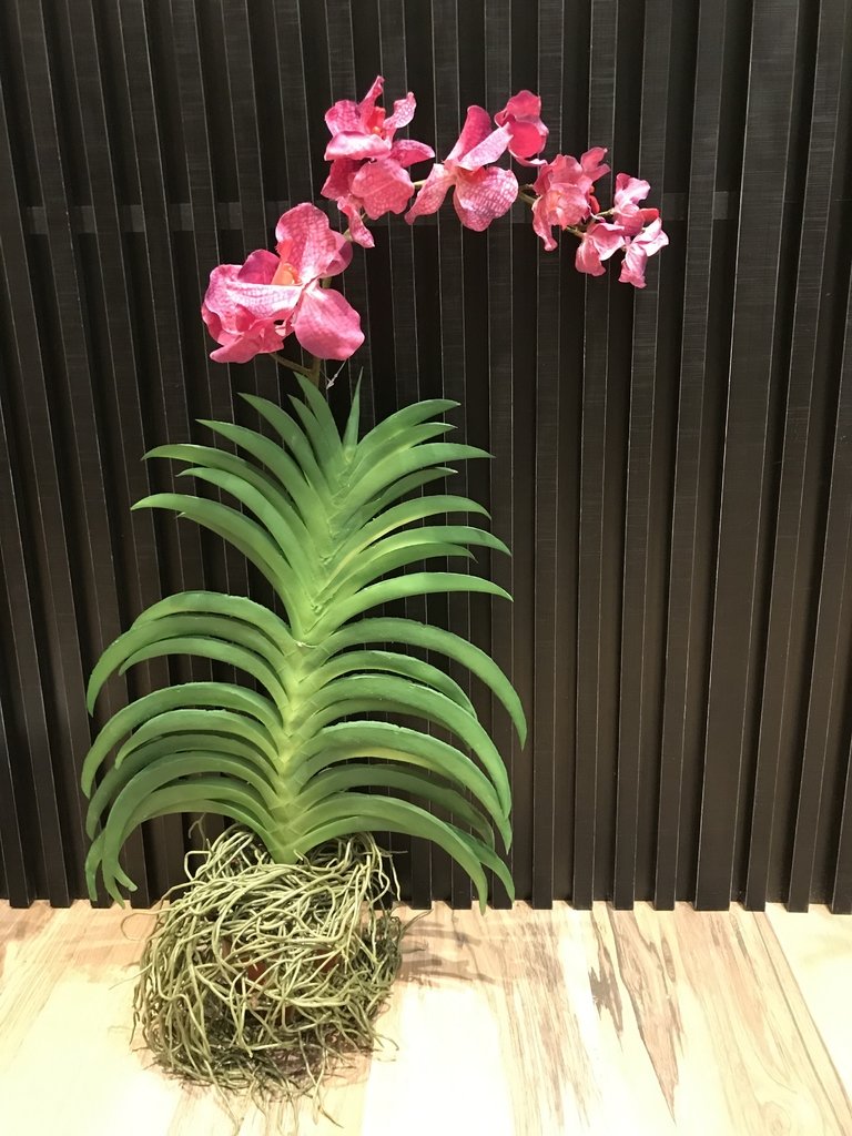 Orquídea Vanda - Como cuidar, plantar, cores e preço
