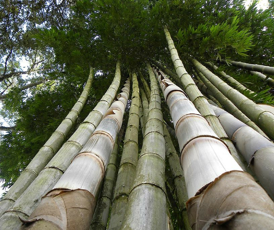 Bambu de jardim