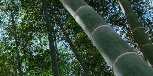 Bambu de jardim