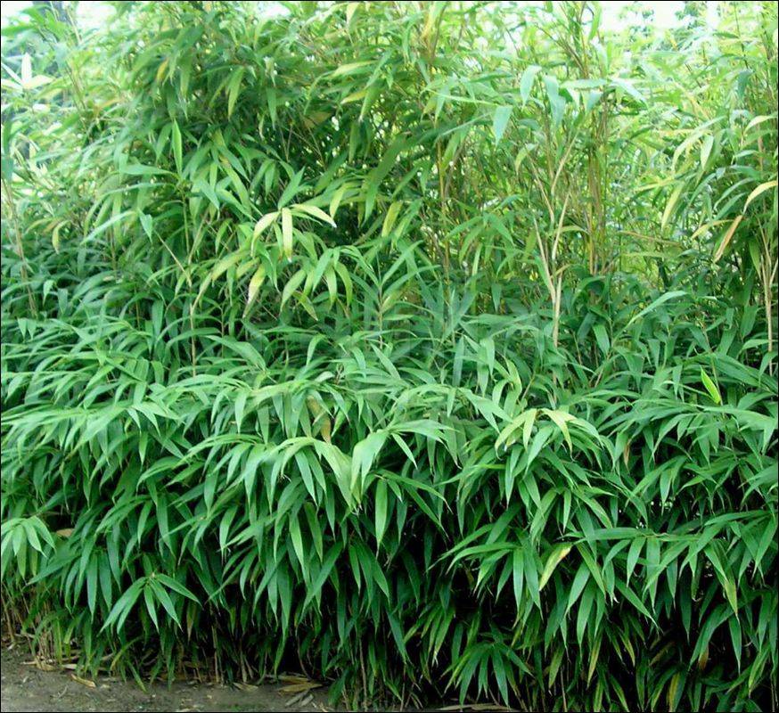 Bambu Japonês Metake