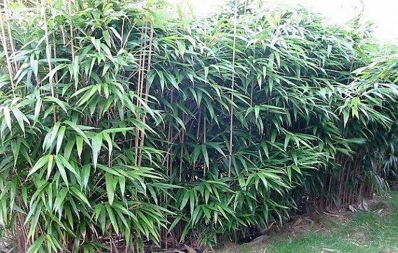 Bambu Japonês Metake