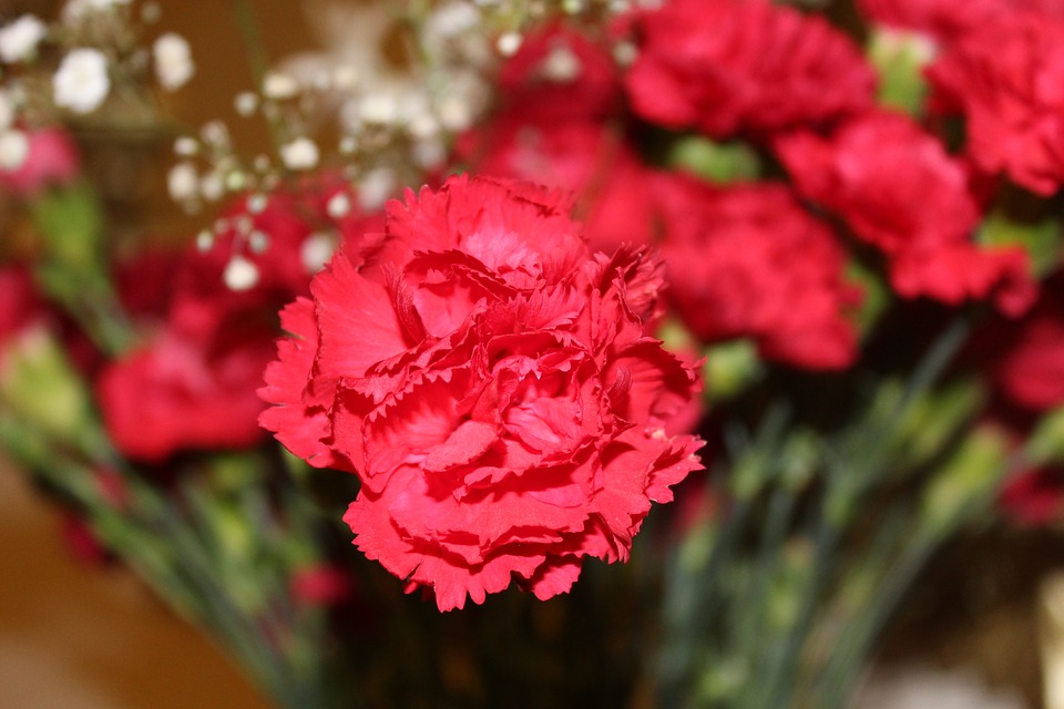 Flores vermelha