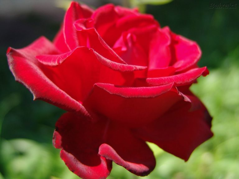 +50 Flores vermelha 🌹 nomes, significado e como cultivar