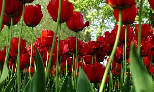 Flores vermelha