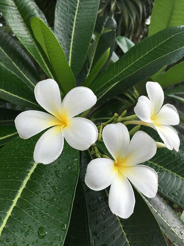 Jasmim do caribe - 20 fotos, como cultivar (Plumeria pudica)