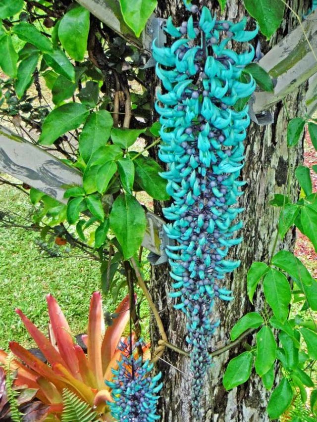 Trepadeira Jade: planta ornamental super linda para cultivar