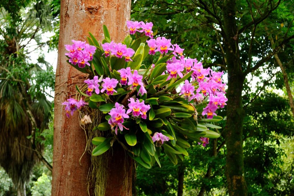 Como plantar orquídea em árvores