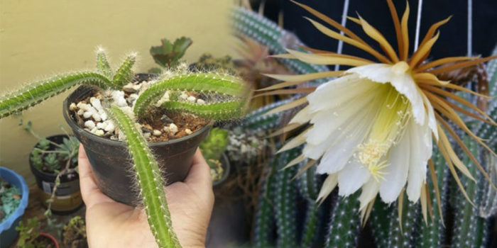 Cacto Samambaia - 10 ideias, características e como plantar
