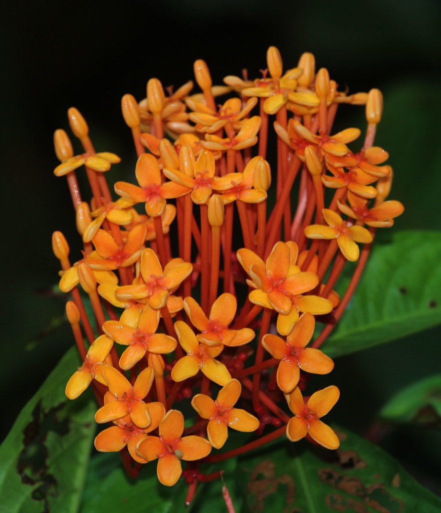 Flores da Mini Ixora em diferentes cores