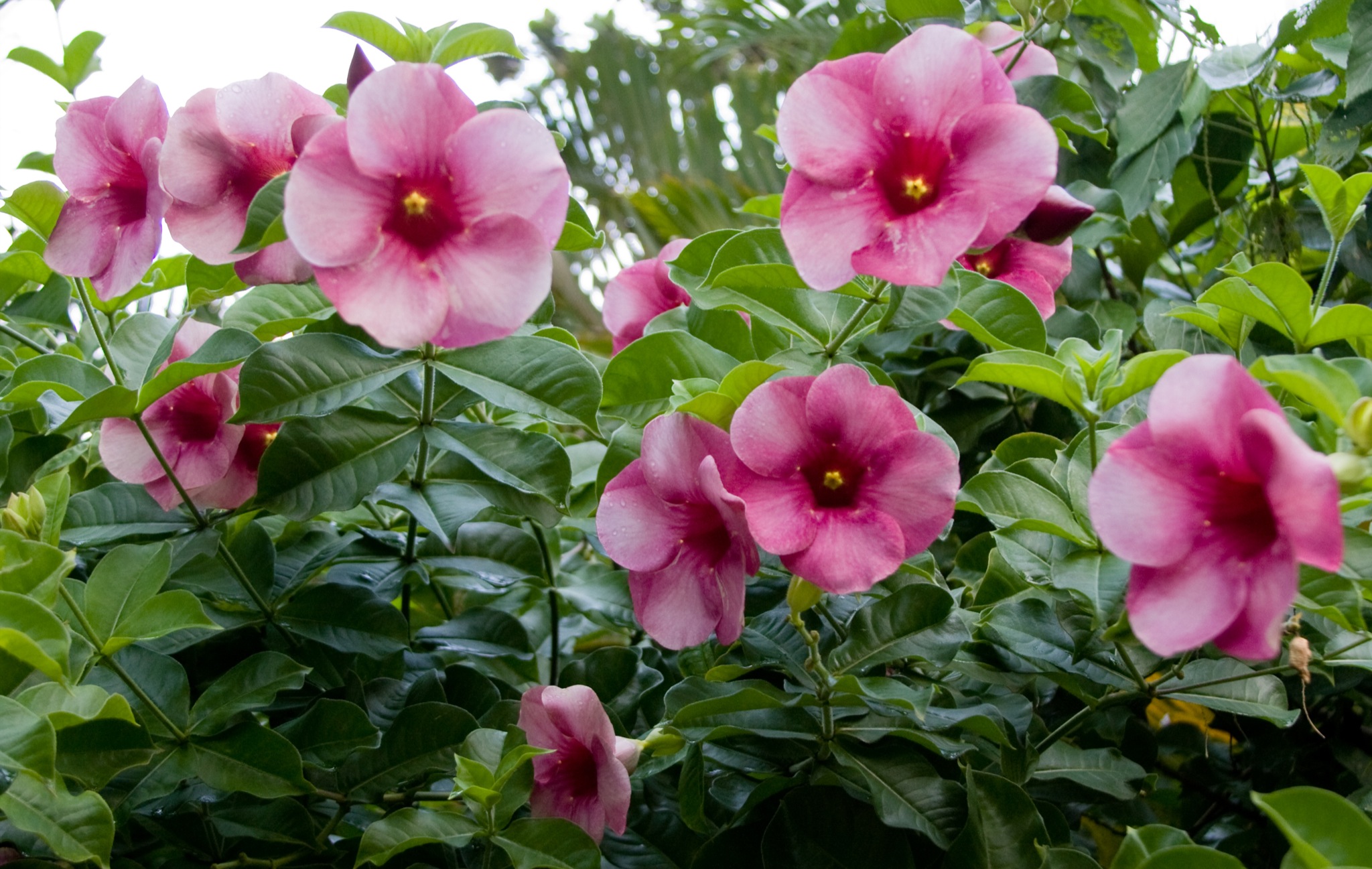 Alamanda roxa: características (Allamanda blanchetti) 2026