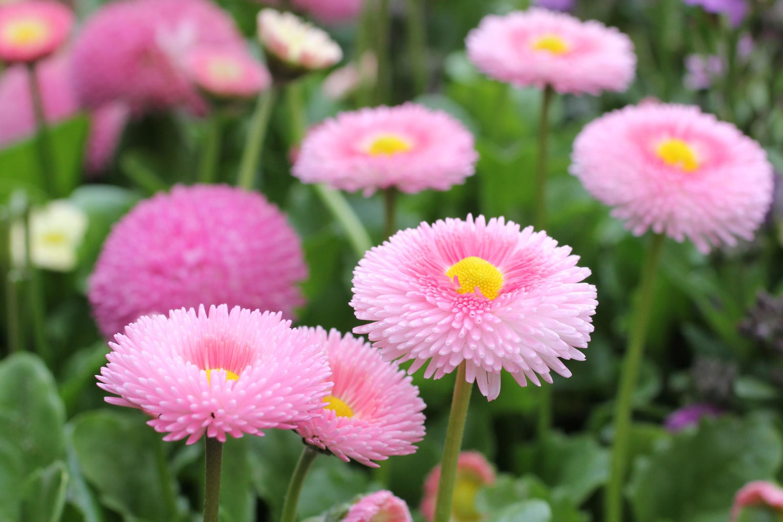 Bonina: Características E Cultivo (Bellis Perennis) 2024