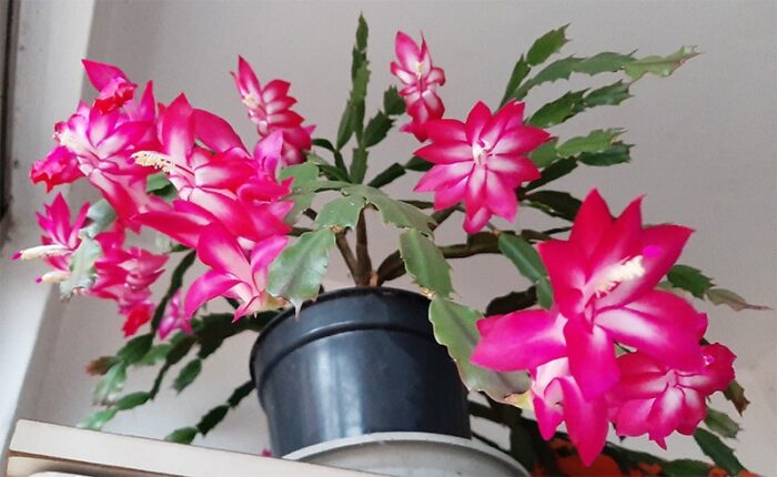Flor de Maio (Schlumbergera truncata)