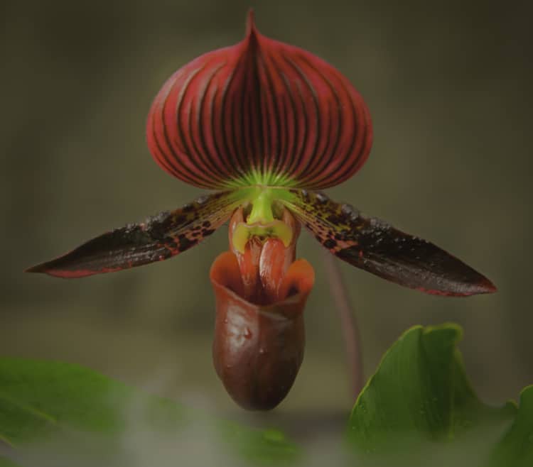 Orquídea sapatinho (Paphiopedilum)