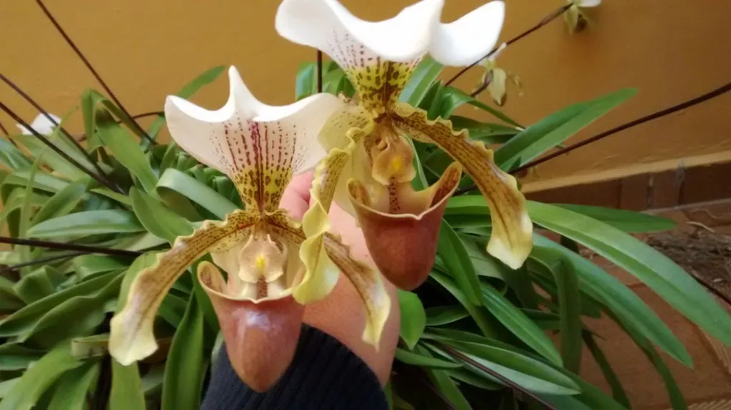 Orquídea sapatinho (Paphiopedilum)