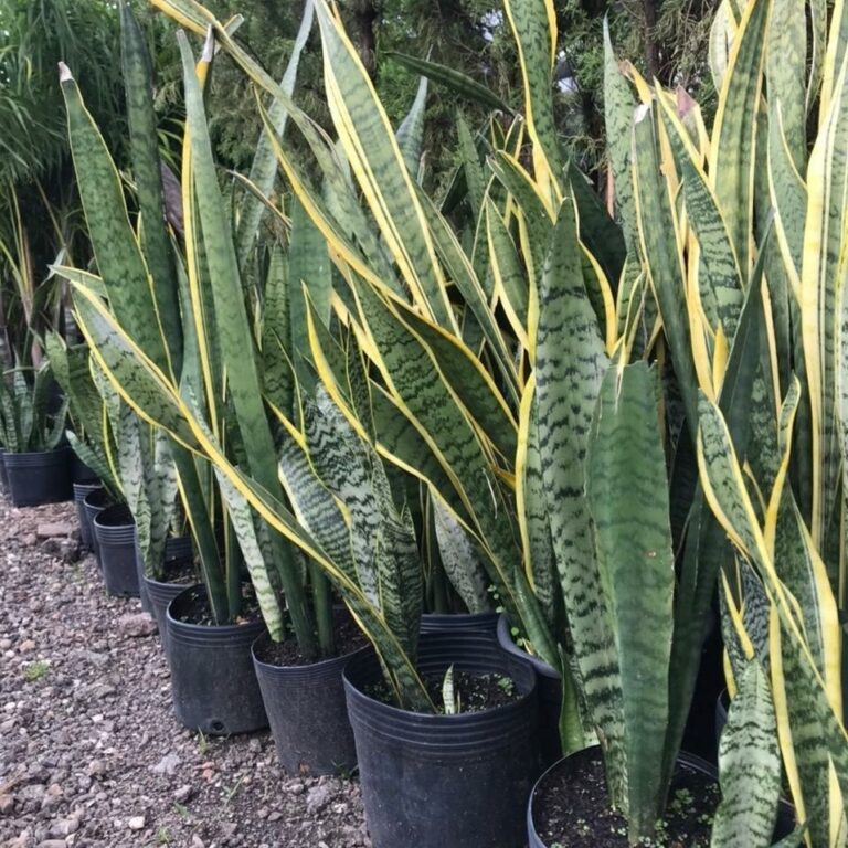 Espada De S o Jorge 6 Tipos Sansevieria Trifasciata 2026