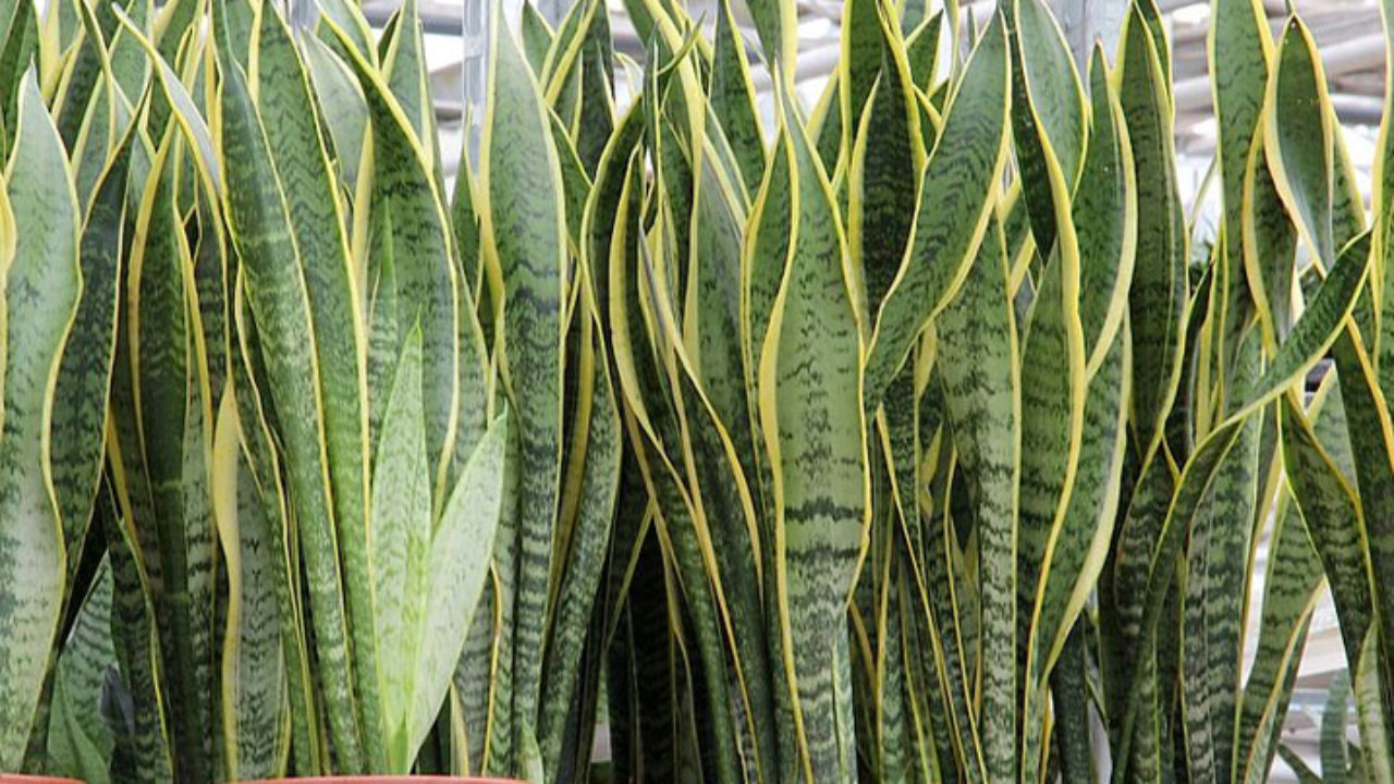 Espada de São Jorge: 6 tipos (Sansevieria trifasciata) 2026