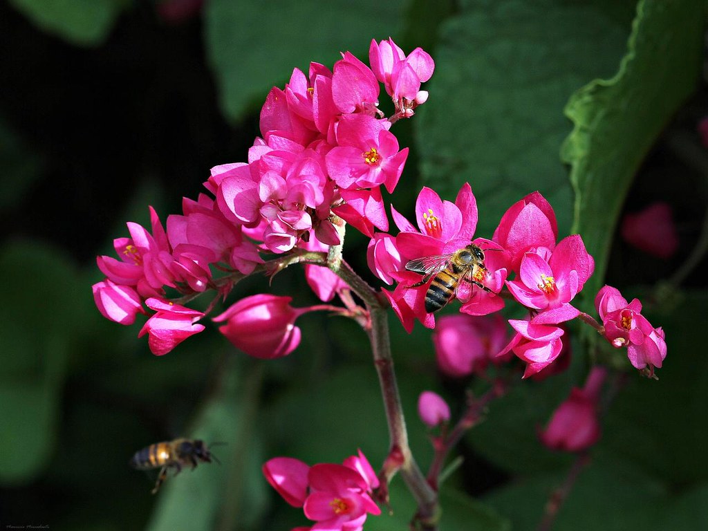 Amor agarradinho (Antigonon leptopus)