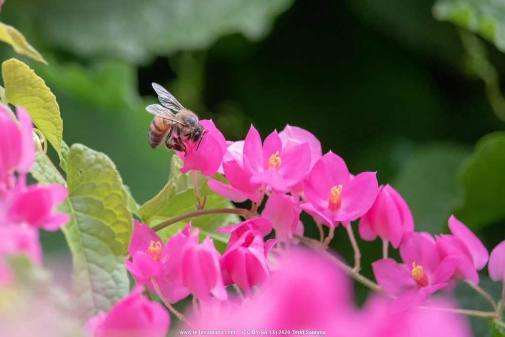 Amor agarradinho (Antigonon leptopus)