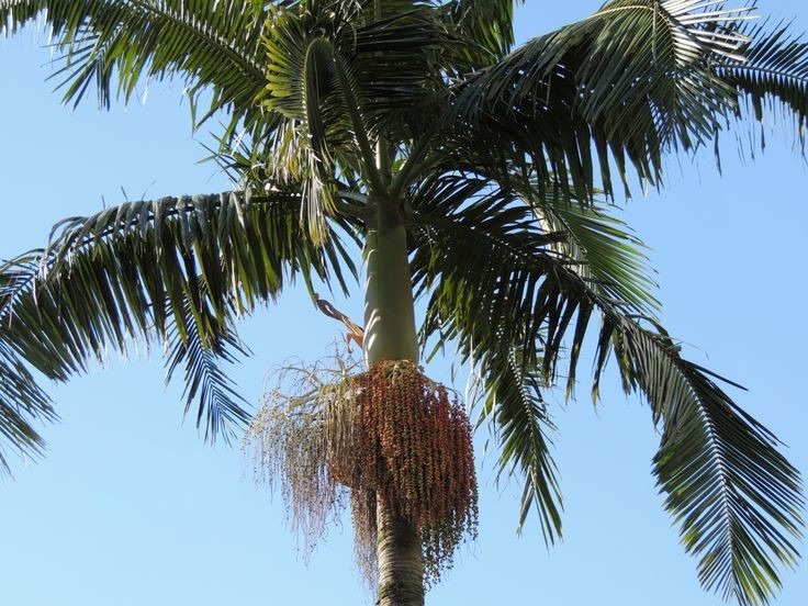 Palmeira real