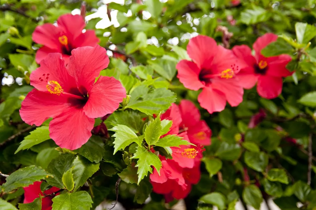 Hibisco Tipos Cores E Benef Cios Rosa Sinensis Hibiscus