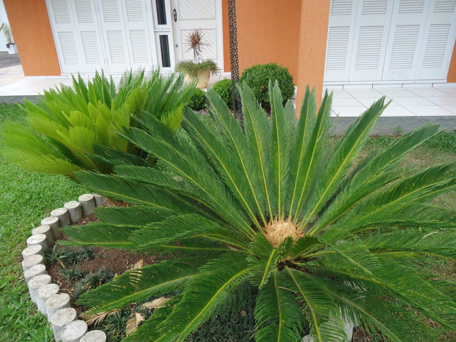 Plantas para Jardim: 50 tipos com flores e fáceis de cuidar 2026